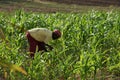 Worker on a agricultural field in northern Ghana