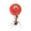 Worker ant holding red currant, isolated