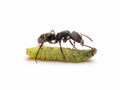 Worker ant killing and transporting dead worm Royalty Free Stock Photo