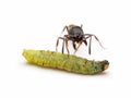 Worker ant killing and transporting dead worm Royalty Free Stock Photo