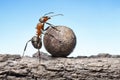 Worker ant rolls heavy stone at rock
