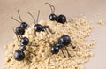 Worker Ants on Ant Hill Concept Royalty Free Stock Photo