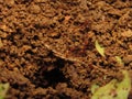 Leaf cutter ants (Atta cephalotes), ants working in the anthill Royalty Free Stock Photo