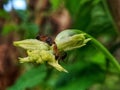 Worker ants are collecting rations for the colony