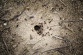 Worker ants in a natural anthill Royalty Free Stock Photo