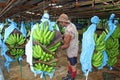 Worker at Banana factory in Costa Rica, Caribbean