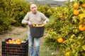 Worker with basket harvesting mandarins