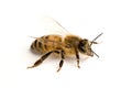 Worker bee Royalty Free Stock Photo