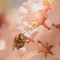 Worker Bee on Cherry Blossoms Royalty Free Stock Photo