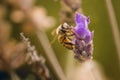 Worker bee collecting pollen from a lavender flower in bloom. Macro close up Royalty Free Stock Photo