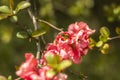 Worker bee collects nectar from quince flowers. Royalty Free Stock Photo