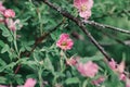 bee collects pollen and nectar from wild rose flowers Royalty Free Stock Photo