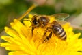 Worker bee on dandelion during spring macro