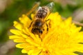 Worker bee on dandelion during spring macro