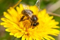 Worker bee on dandelion during spring macro