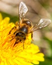 Worker bee on dandelion during spring macro