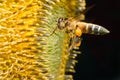 Worker bee gathering nectar from sunflowers.