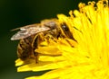Worker bee gathering pollen from dandelion Royalty Free Stock Photo