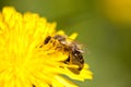 Worker bee gathering pollen from dandelion Royalty Free Stock Photo