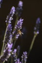 Worker bee on lavender spike