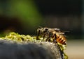 Worker bee, they are need water also not only nectar and pollen Royalty Free Stock Photo