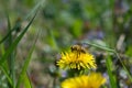 Worker bee on the yellow dandelion Royalty Free Stock Photo