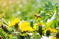 Worker bee on the yellow dandelion Royalty Free Stock Photo