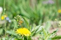 Worker bee on the yellow dandelion