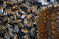 Worker bees in the beehive Royalty Free Stock Photo