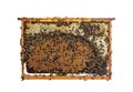 Worker Bees Eating Honey On A Hive Frame Filled With Honeycomb, Isolated On A White Background