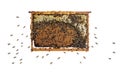 Worker Bees eating honey on a hive frame filled with honeycomb, isolated on a white background Royalty Free Stock Photo