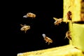 Worker bees fly in and out of the hive. Gold on a black background