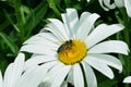 The bee is drinking nectar on flower Royalty Free Stock Photo