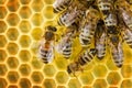 Worker Bees on Honeycomb