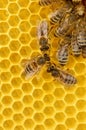 Obrero abejas en 