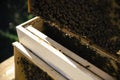 Worker Bees On A Honeycomb Before Sunset.-Beekeeping