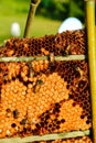 Worker Bees On Honeycomb.