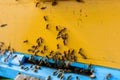 Worker bees are included in the hive. Wooden beehive painted in yellow. Close-up of flying bees. Swarm of bees at the entrance to