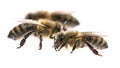 Worker bees Royalty Free Stock Photo