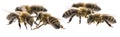 Worker bees Royalty Free Stock Photo