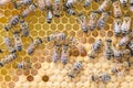 Worker bees tend brood
