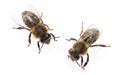 Worker bees Royalty Free Stock Photo