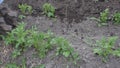 A worker behind the cultivator ploughs hocks the garden field with potatoes