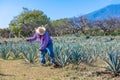 Worker in blue agave field in Tequila, Jalisco, Mexico Royalty Free Stock Photo