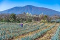 Worker in blue agave field in Tequila, Jalisco, Mexico Royalty Free Stock Photo