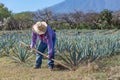 Worker in blue agave field in Tequila, Jalisco, Mexico Royalty Free Stock Photo