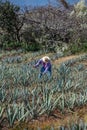 Worker in blue agave field in Tequila, Jalisco, Mexico Royalty Free Stock Photo
