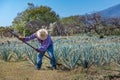 Worker in blue agave field in Tequila, Jalisco, Mexico Royalty Free Stock Photo