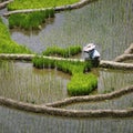 Worker caring Rice field terraces in philippines Royalty Free Stock Photo