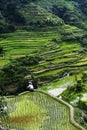 Worker caring Rice field terraces in philippines Royalty Free Stock Photo